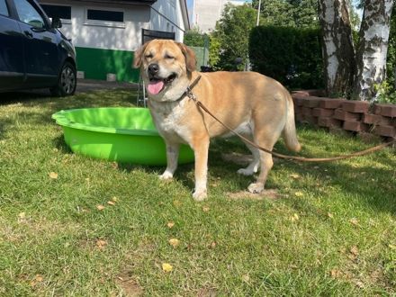 Nazli, Labrador-Mix- Hündin, geb. 2015, su. verständnisvolles Zuhause