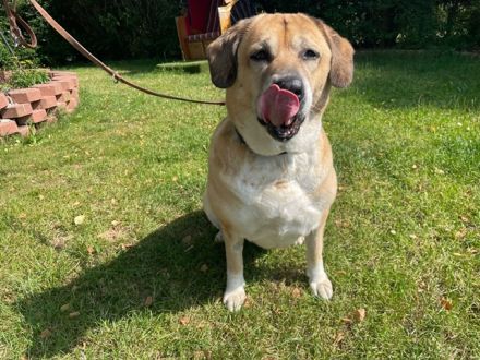 Nazli, Labrador-Mix- Hündin, geb. 2015, su. verständnisvolles Zuhause