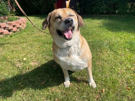 Nazli, Labrador-Mix- Hündin, geb. 2015, su. verständnisvolles Zuhause