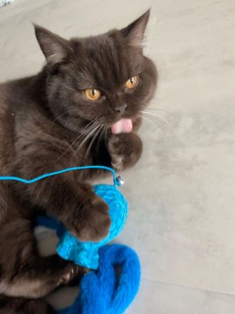 Junge BKH Brüder mit Stammbaum, kastriert