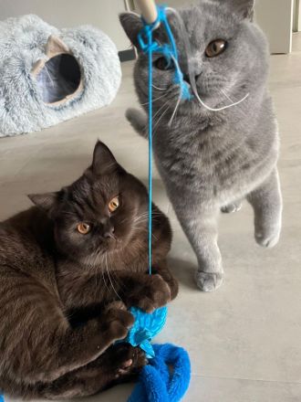 Junge BKH Brüder mit Stammbaum, kastriert