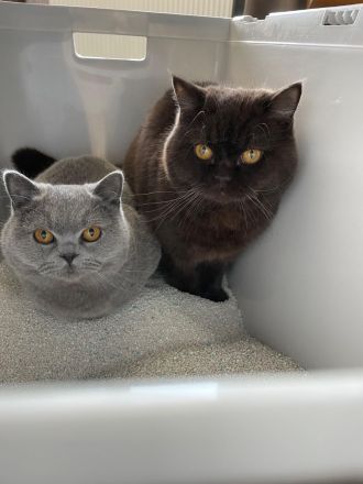 Junge BKH Brüder mit Stammbaum, kastriert