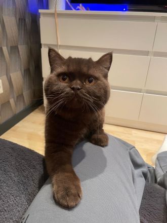 Junge BKH Brüder mit Stammbaum, kastriert