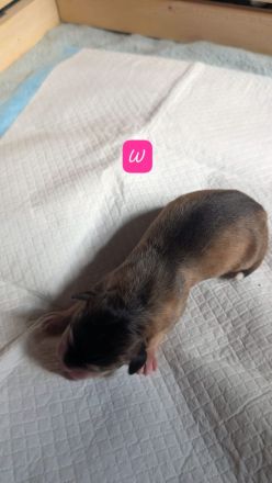 Süße Husky-Labrador Welpen