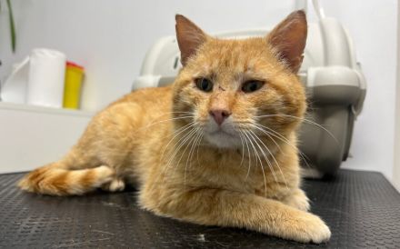 Hübscher roter Kater Stu