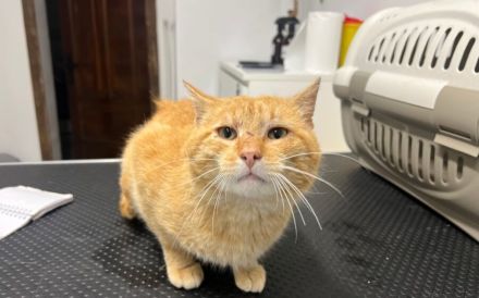 Hübscher roter Kater Stu