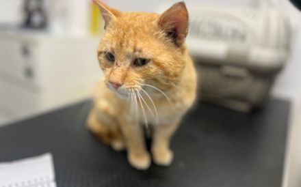 Hübscher roter Kater Stu