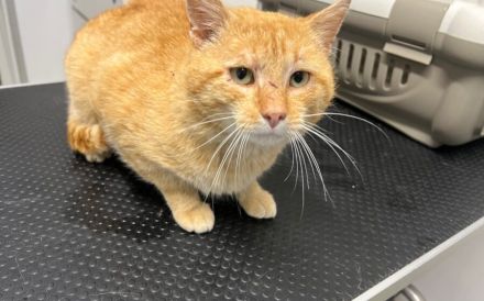 Hübscher roter Kater Stu