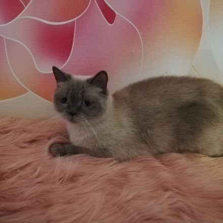 Reinrassige BKH-Kitten