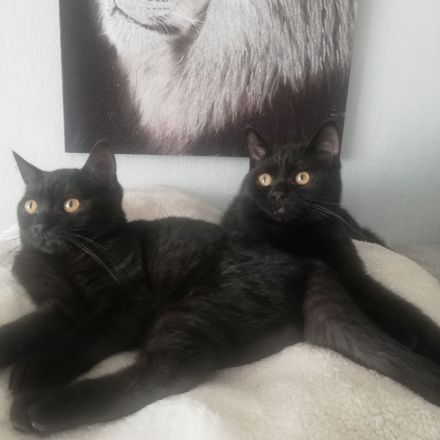 Reinrassige BKH-Kitten