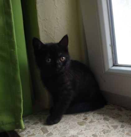 Reinrassige BKH-Kitten
