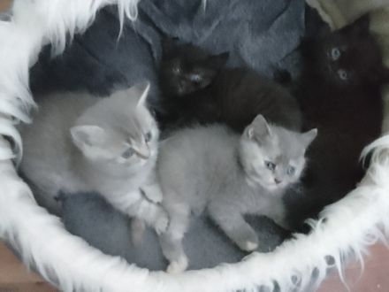 Reinrassige BKH-Kitten