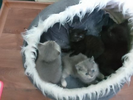 Reinrassige BKH-Kitten