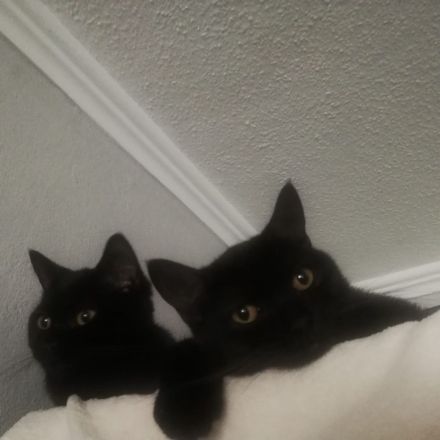 Reinrassige BKH-Kitten