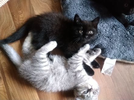 Reinrassige BKH-Kitten