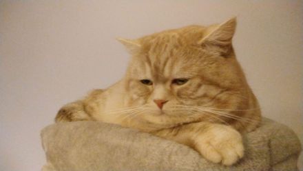 Reinrassige BKH-Kitten