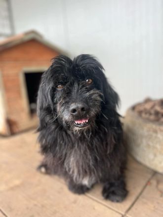 Tobi, altes Hundeherz möchte gern noch einmal ankommen dürfen