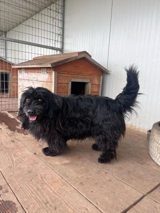 Tobi, altes Hundeherz möchte gern noch einmal ankommen dürfen