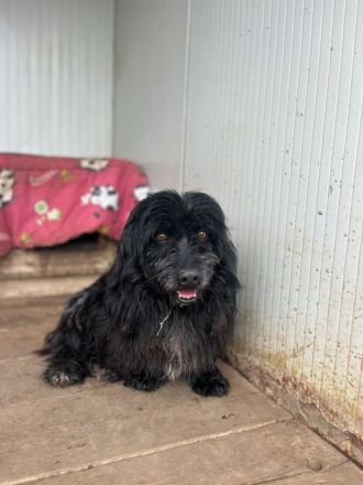 Tobi, altes Hundeherz möchte gern noch einmal ankommen dürfen