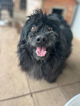 Tobi, altes Hundeherz möchte gern noch einmal ankommen dürfen