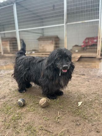 Tobi, altes Hundeherz möchte gern noch einmal ankommen dürfen