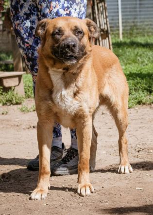 Zeus, großer starker Junge sucht aktive Mitglieder für sein Rudel