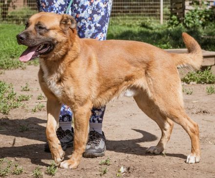 Zeus, großer starker Junge sucht aktive Mitglieder für sein Rudel