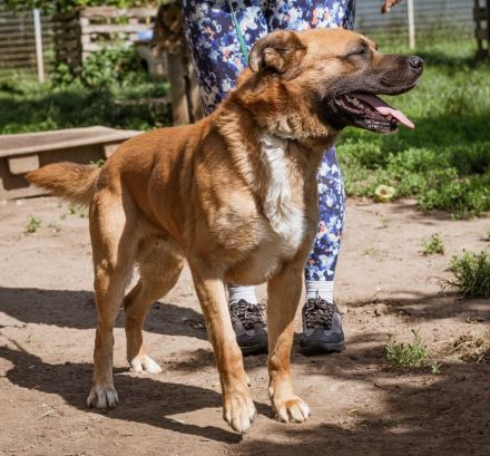 Zeus, großer starker Junge sucht aktive Mitglieder für sein Rudel