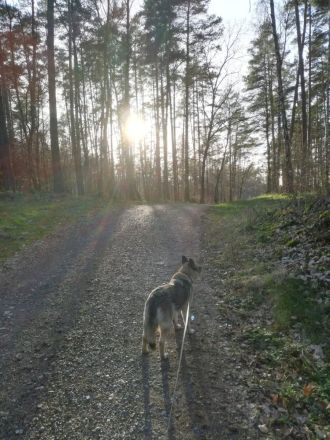 Naala, gut erzogene Schäferhund Mischlingshündin