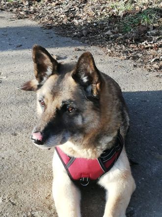 Naala, gut erzogene Schäferhund Mischlingshündin