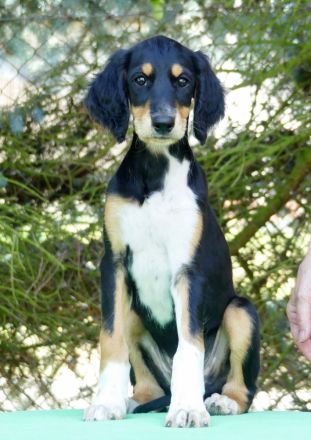 Saluki Der letzte Welpe