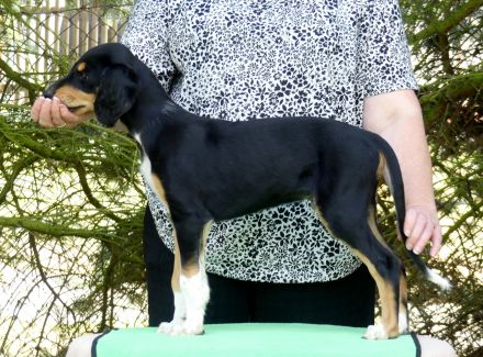 Saluki Der letzte Welpe