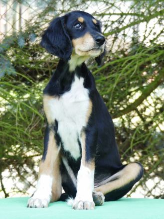 Saluki Der letzte Welpe