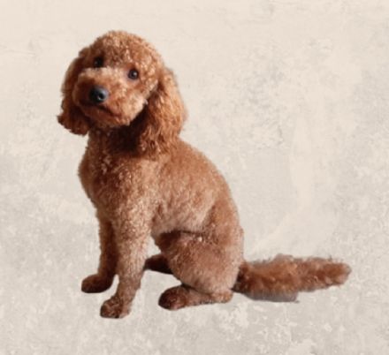 Cockapoo Welpen