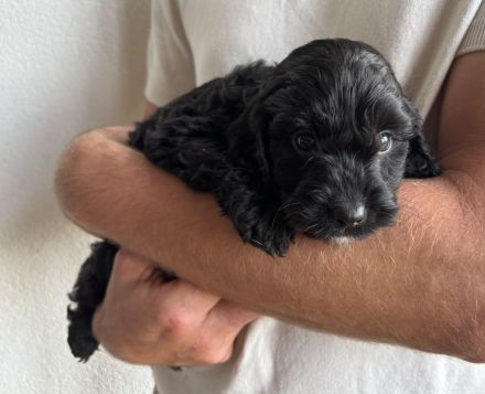 Cockapoo Welpen