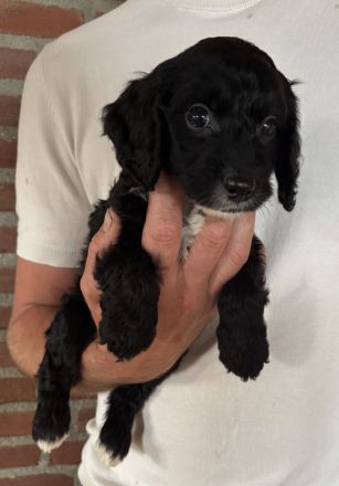 Cockapoo Welpen