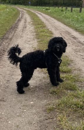 Cockapoo Welpen