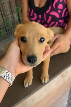 Bee, 3 Monate, sucht ein zuverlässiges Zuhause