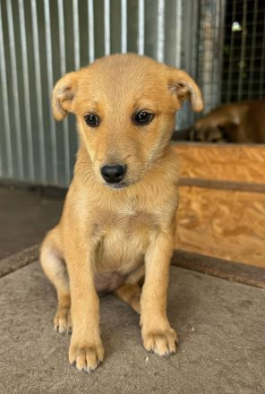 Bee, 3 Monate, sucht ein zuverlässiges Zuhause
