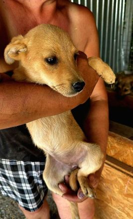 Bee, 3 Monate, sucht ein zuverlässiges Zuhause