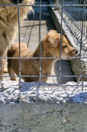 Bee, 3 Monate, sucht ein zuverlässiges Zuhause