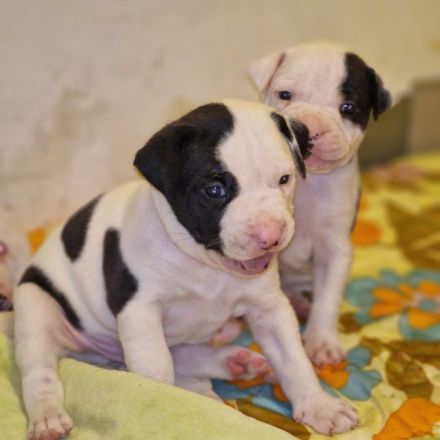 Amerikanische Bulldogge welpen