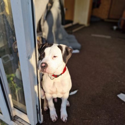 Amerikanische Bulldogge welpen