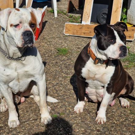 Amerikanische Bulldogge welpen