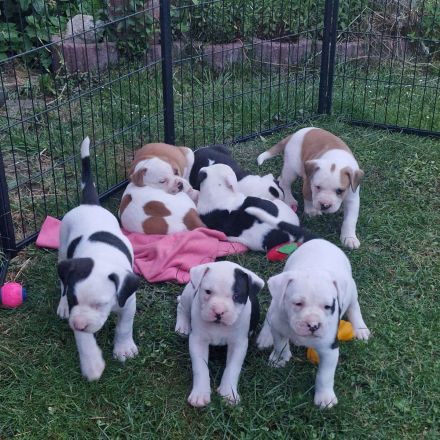 Amerikanische Bulldogge welpen