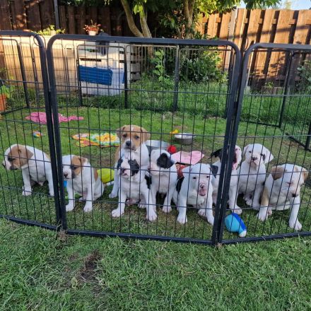 Amerikanische Bulldogge welpen