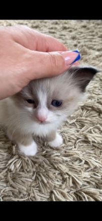 Ragdoll kitten