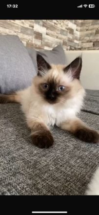 Ragdoll kitten