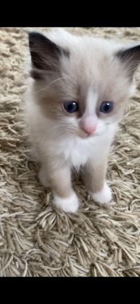 Ragdoll kitten