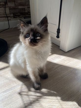 Ragdoll kitten